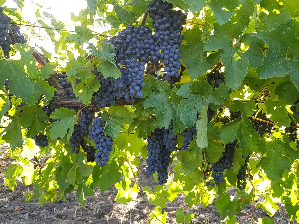 Vand struguri pentru vin si tuica