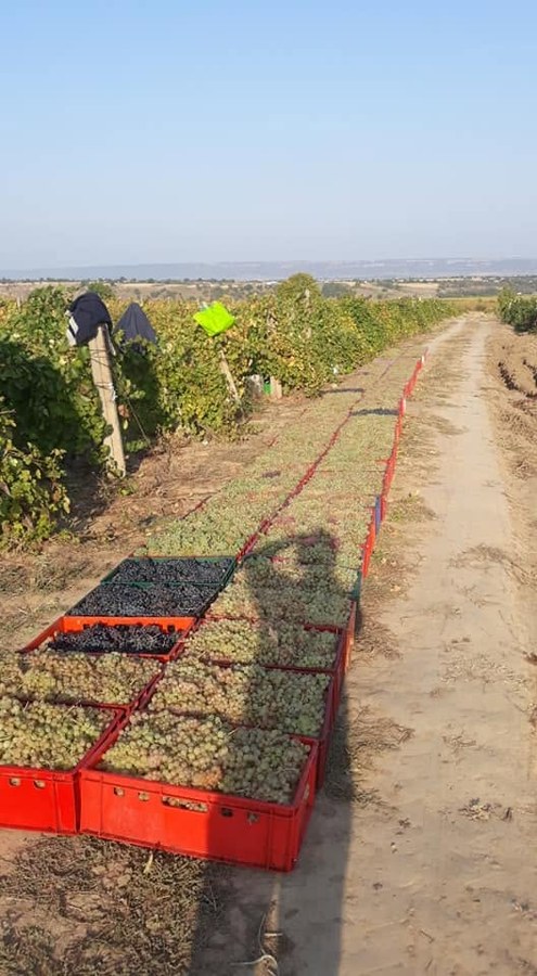 Struguri de masa si de vin